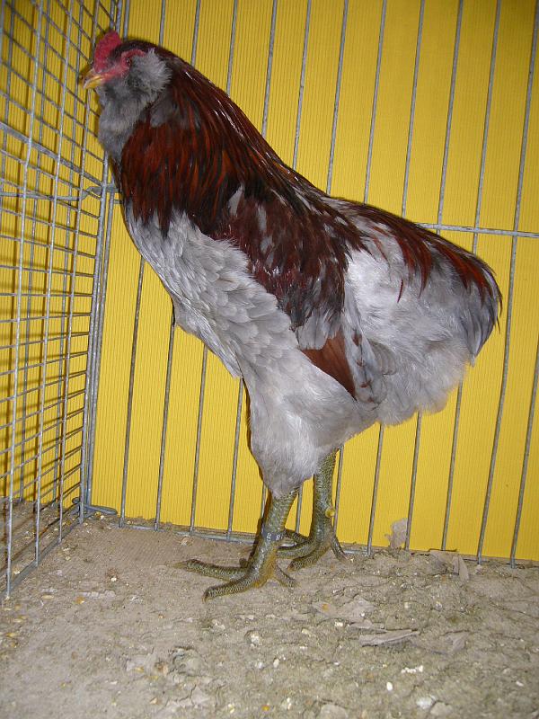 Hannover 2008 244.jpg - Araucana blau-wildfarbig von Rrahim Demolli  Preis sg 95